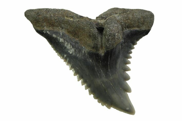 Snaggletooth Shark (Hemipristis) Tooth - South Carolina #354541